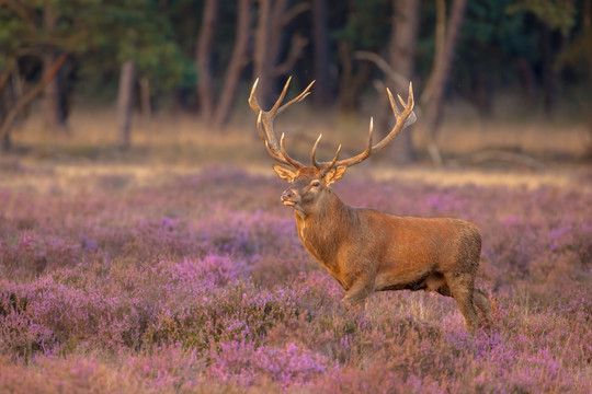 Veluwe